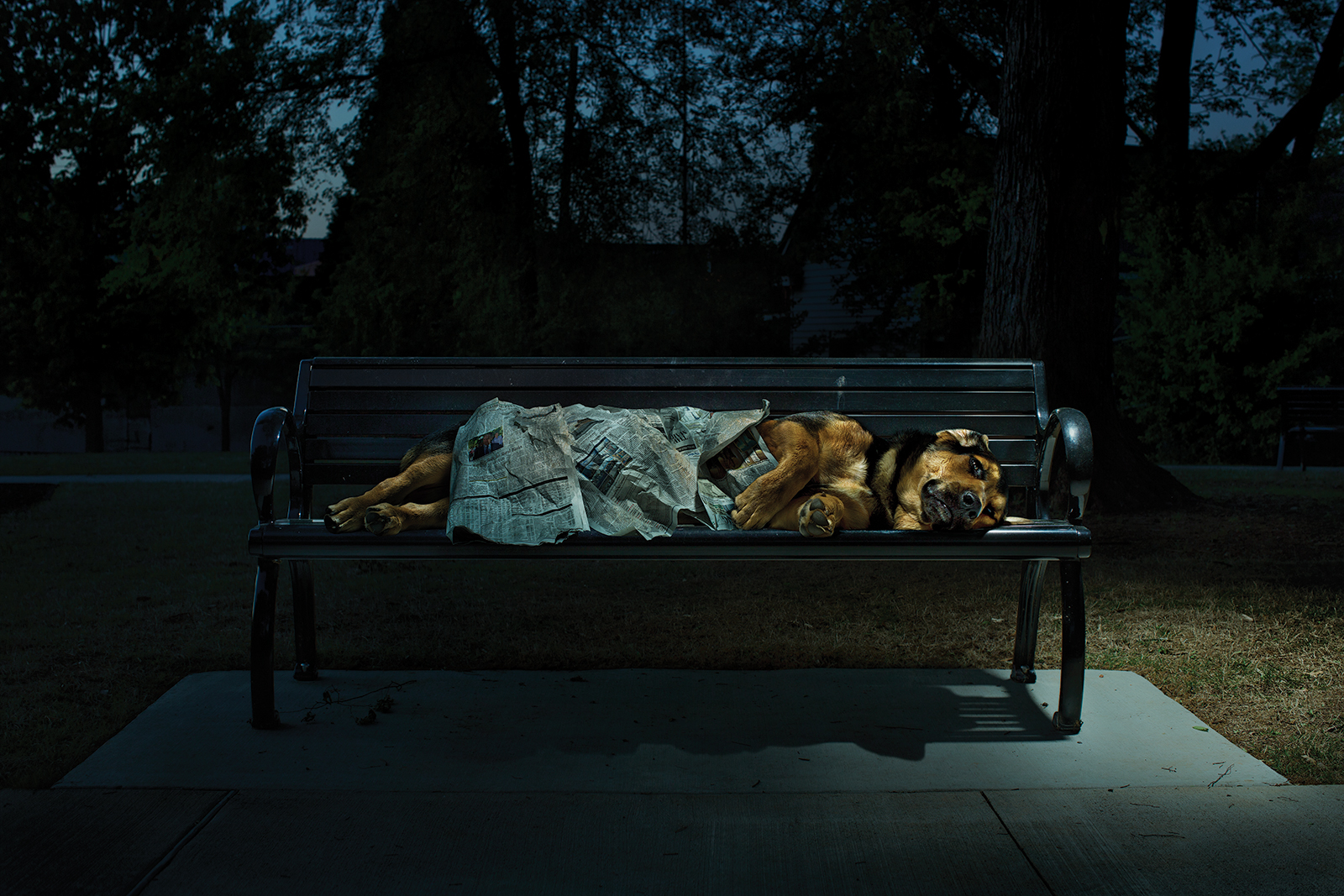 Homeless-Dog-Bench-low-res